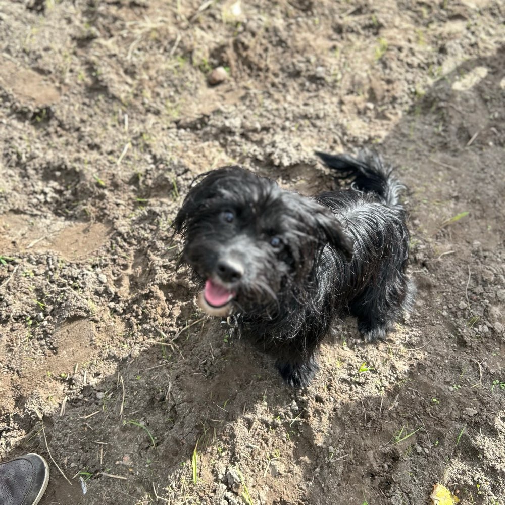 Hundetreffen-Play date-Profilbild