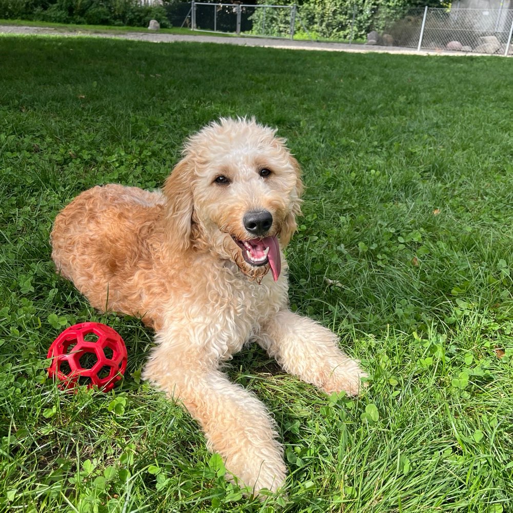 Hundetreffen-Neue Freunde finden-Profilbild