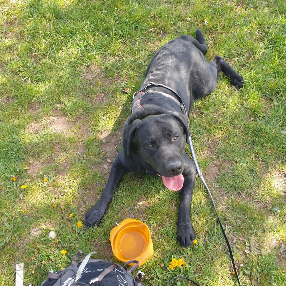 Hundetreffen-Spielkamerad gesucht-Profilbild