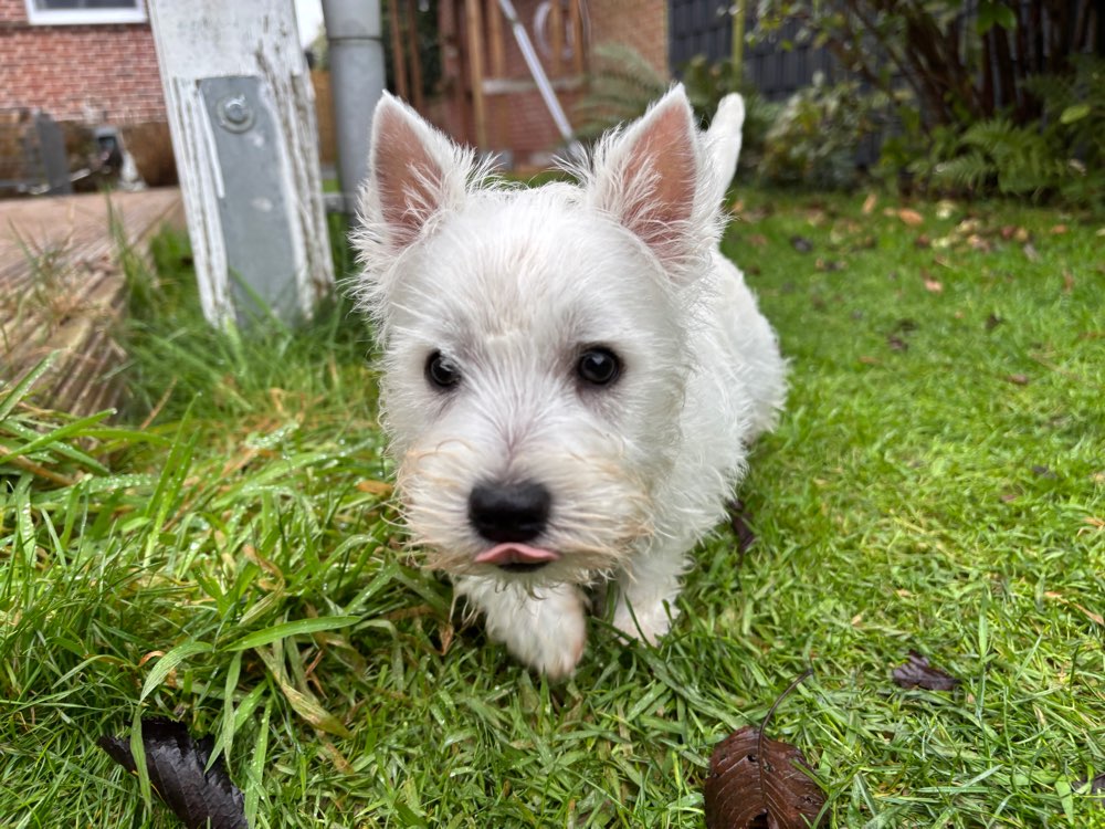 Hundetreffen-Westie Welpe sucht Spielkameraden 😊-Profilbild