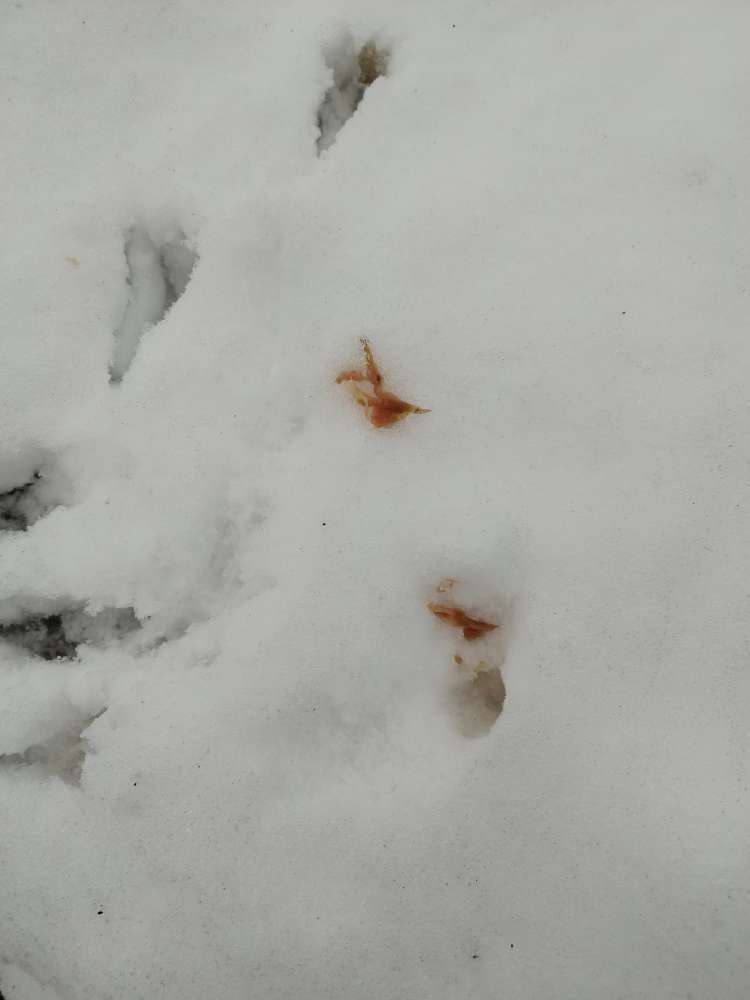 Giftköder-Verdacht auf Giftköder-Profilbild