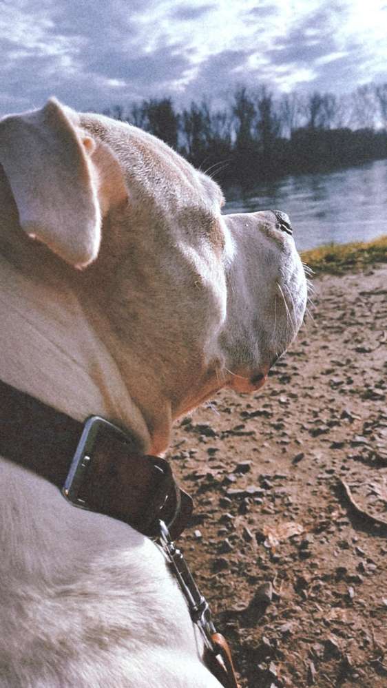 Hundetreffen-Spaziergang ca. 5-8km-Profilbild