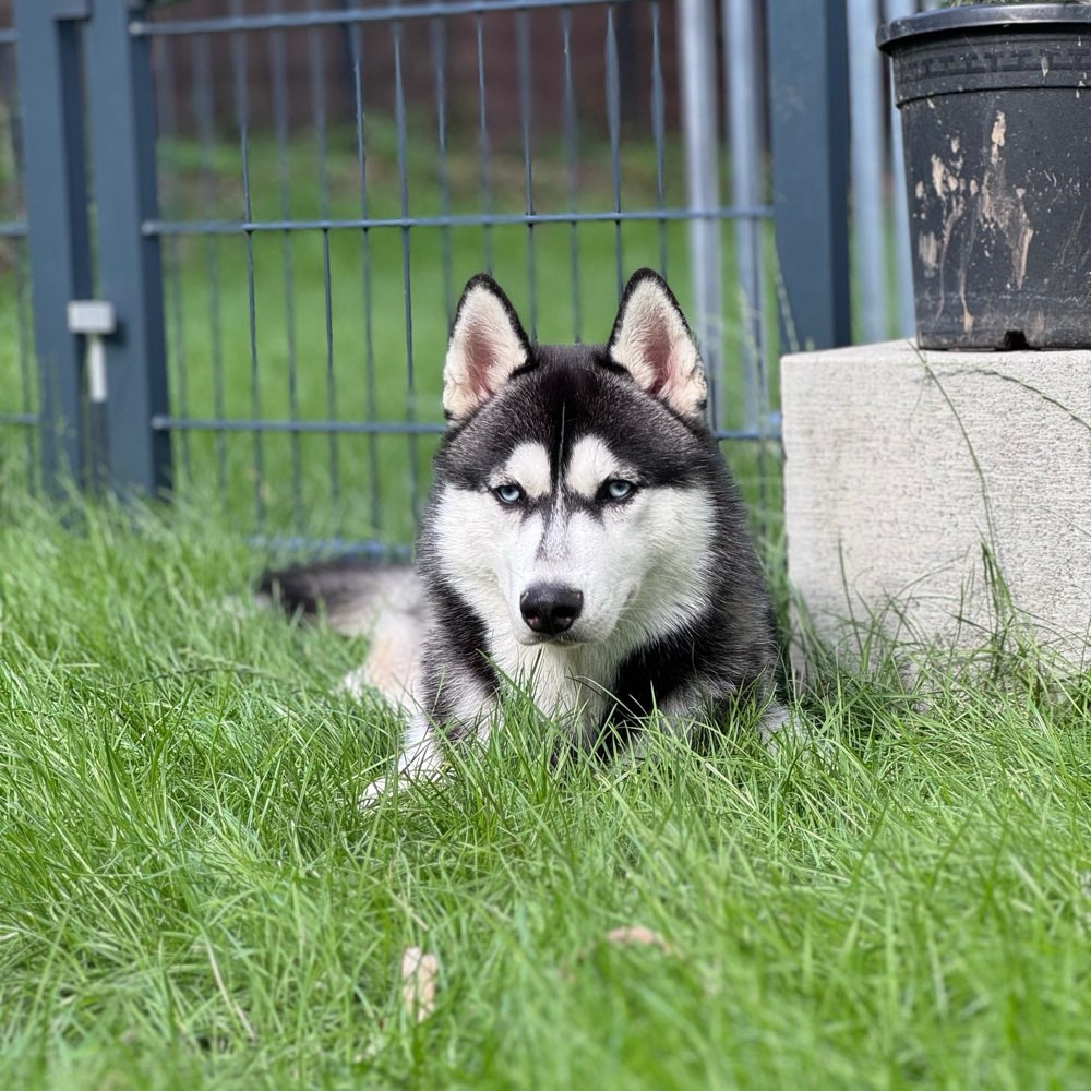 Hundetreffen-Trainingstreff-Profilbild