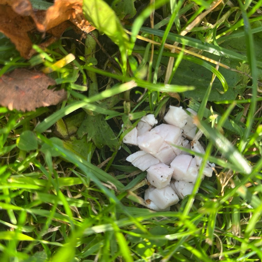 Giftköder-Verdacht Giftköder-Profilbild