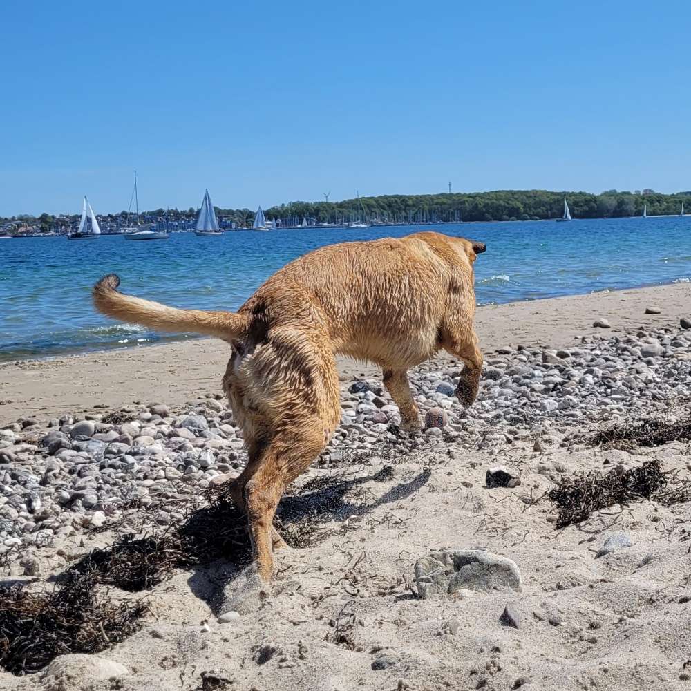 Hundetreffen-Toberunde für kleinen Raudi-Profilbild