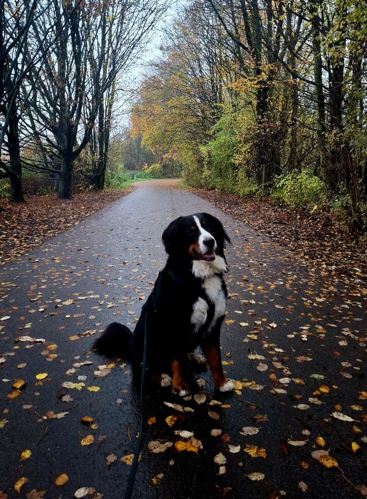Hundetreffen-Gassigehrunde, Spieltreffen-Profilbild