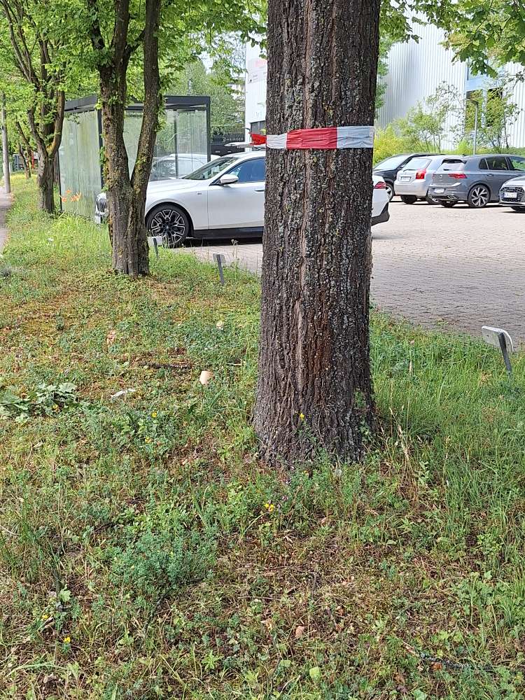 Giftköder-Eichenprozessionsspinner-Profilbild