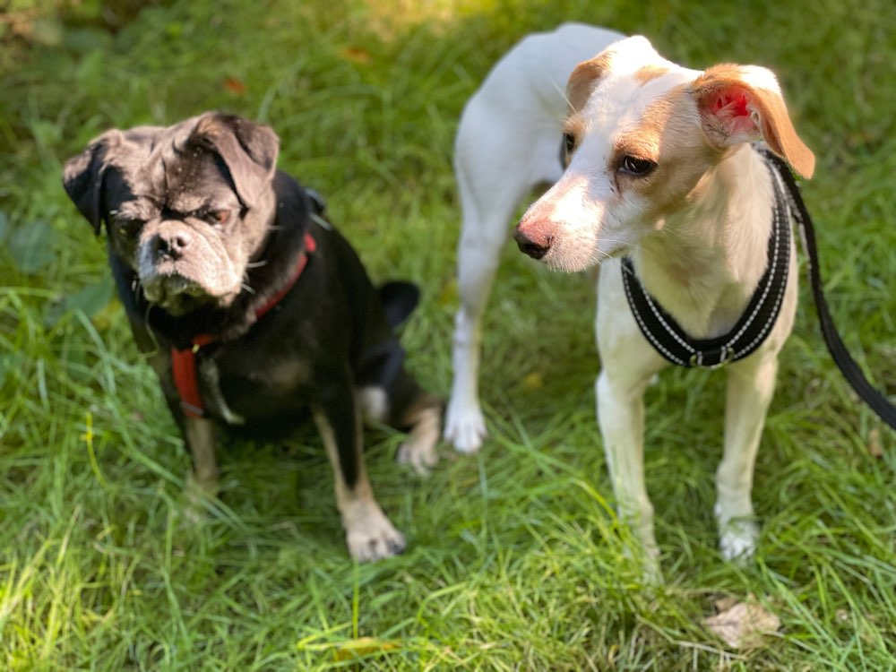 Hundetreffen-Spaziergänge zum Üben für ängstliche Hündin-Profilbild