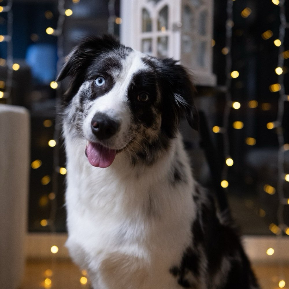 Hundetreffen-Gassi-/Spielfreunde gesucht-Profilbild