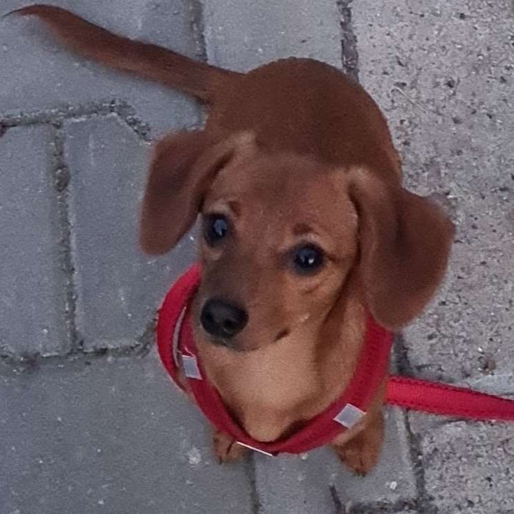 Hundetreffen-Lust zu spielen?-Profilbild