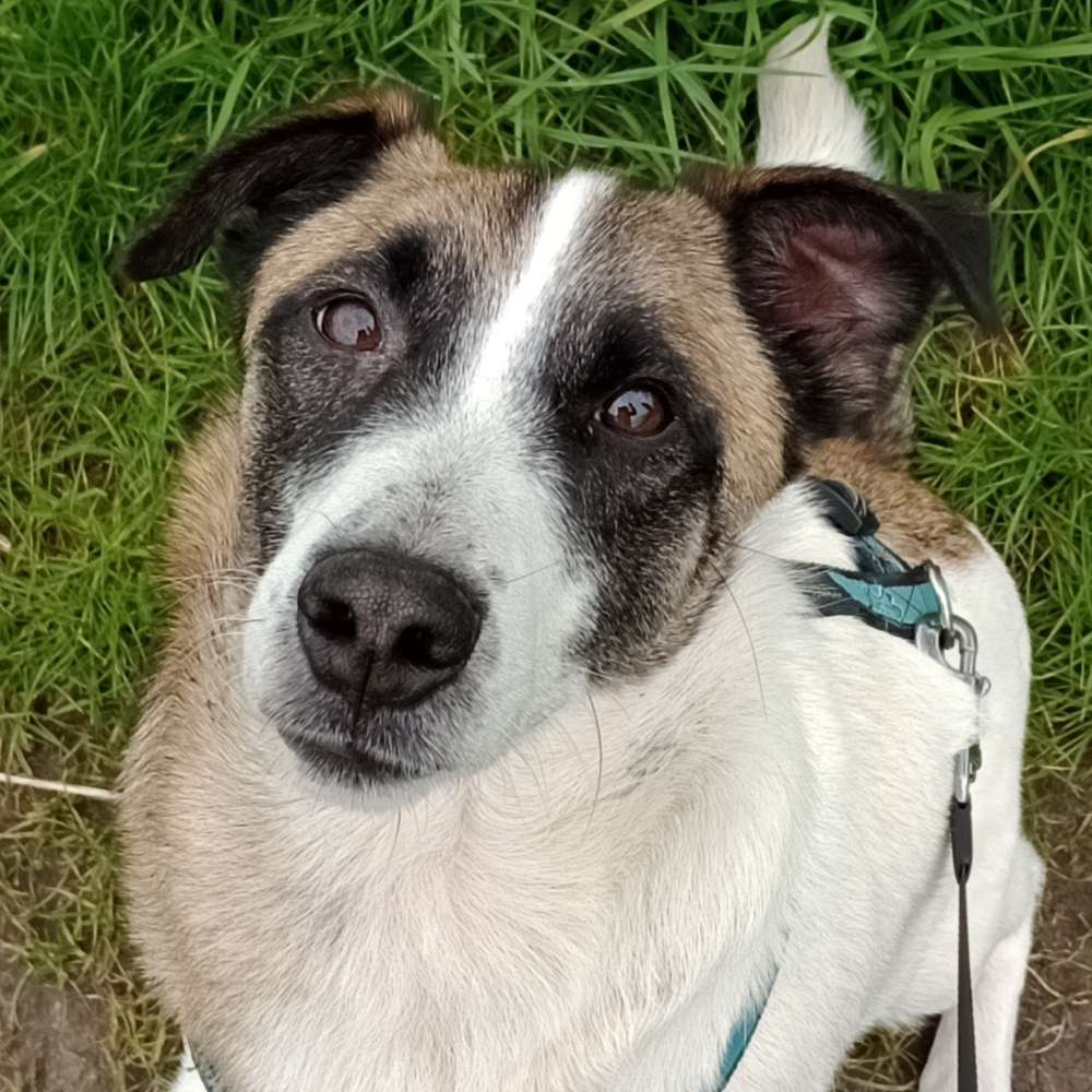 Hundetreffen-Ich Suche eine Freude für meinen Hund-Profilbild