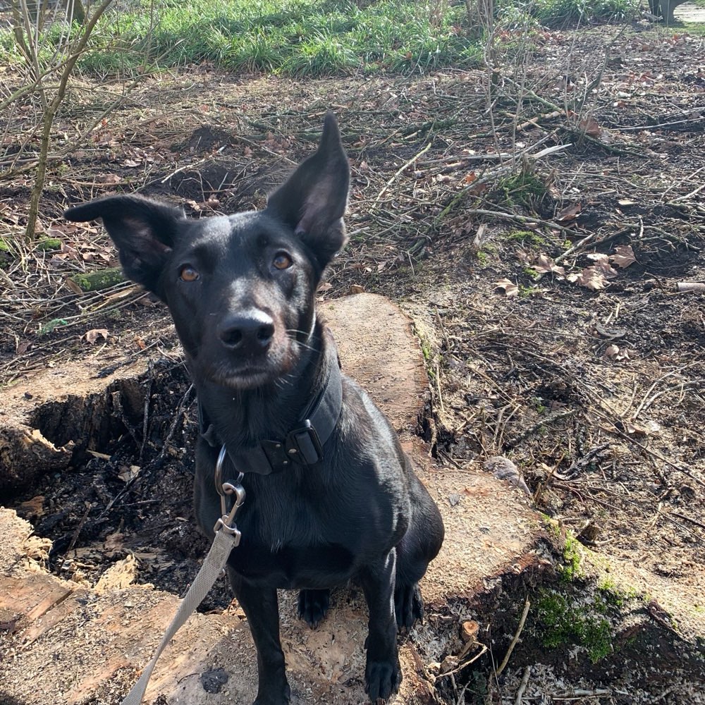 Hundetreffen-Social Walk/ Spieltreffen-Profilbild