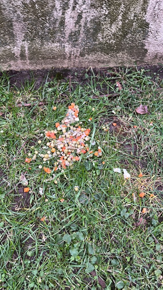 Giftköder-Wahrscheinlich Giftköder-Profilbild