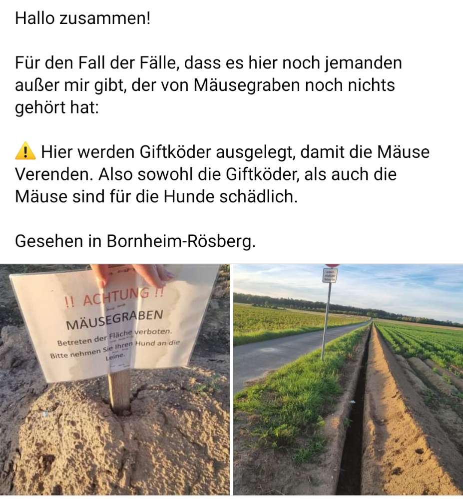 Giftköder-Mäusegraben, giftig für die Hunde-Profilbild