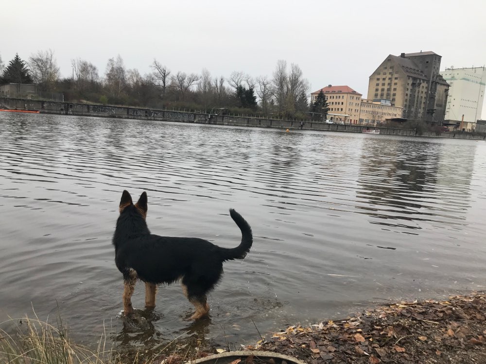 Hundetreffen-Gassirunde, Training, Erziehung, Erfahrungsaustausch in Neulindenau-Profilbild
