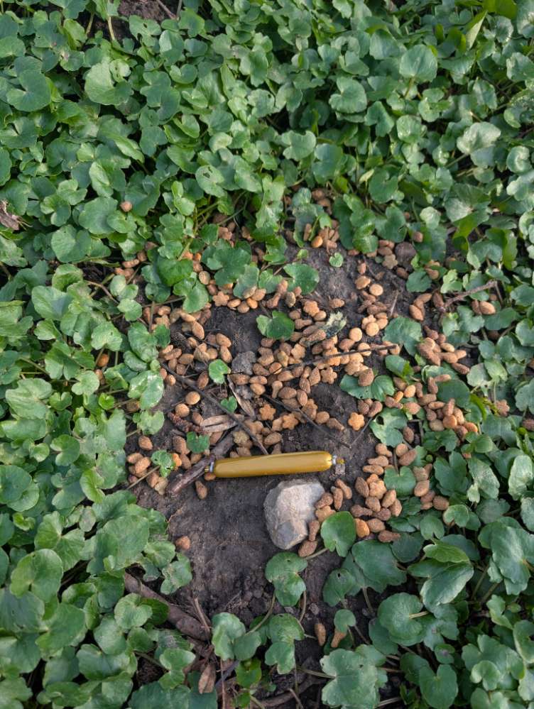 Giftköder-Evtl. Giftköder an der Aue-Profilbild