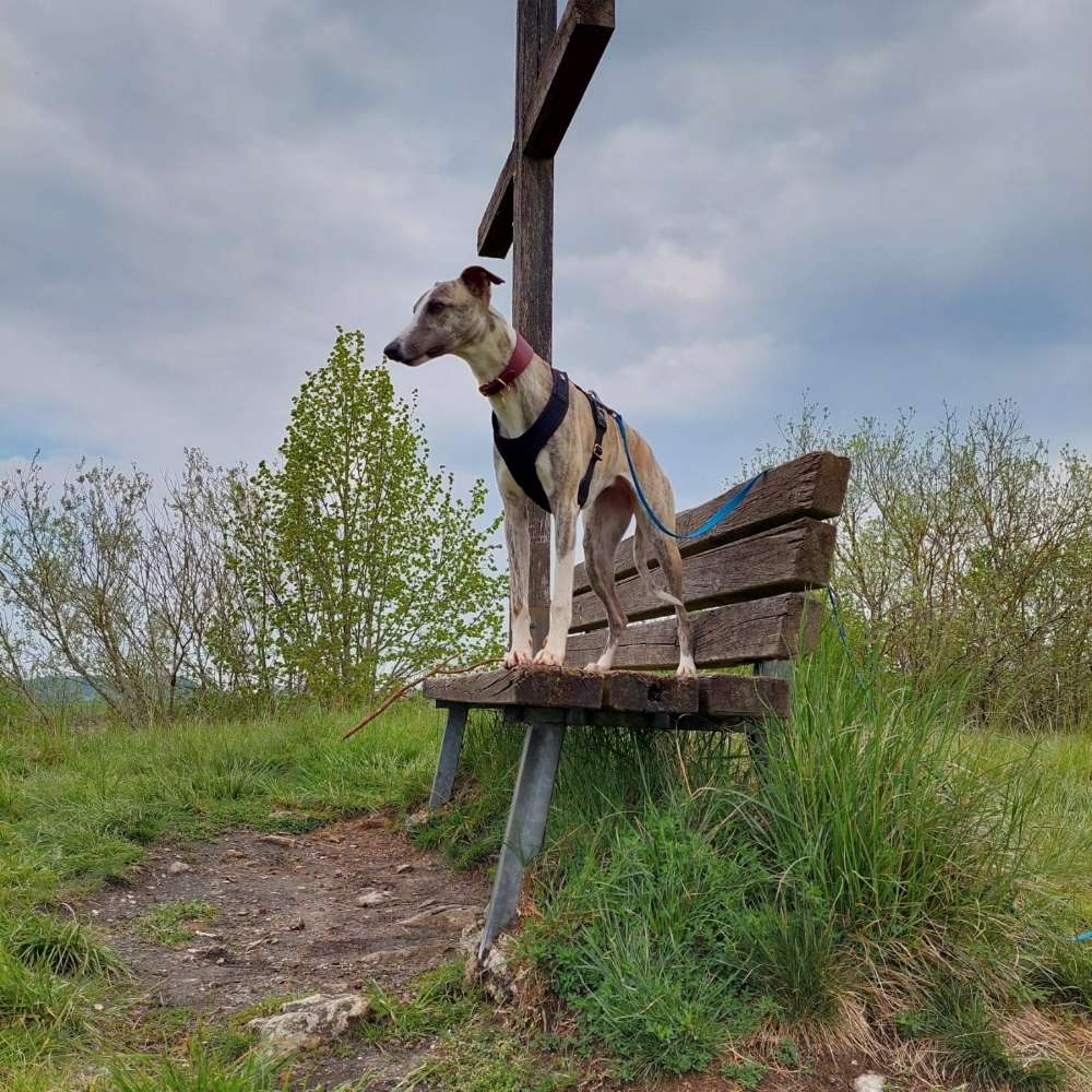 Hundetreffen-Gassirunde-Profilbild