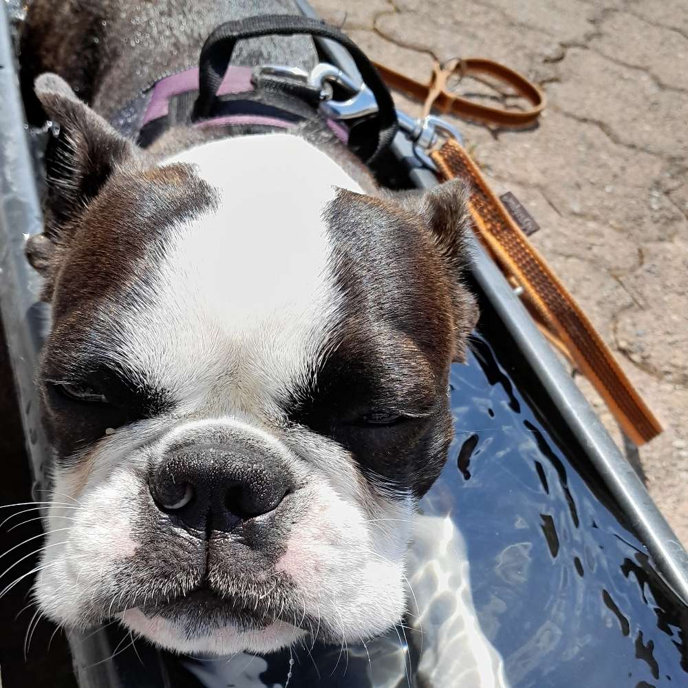 Hundetreffen-Badespass mit den Wuffis-Profilbild
