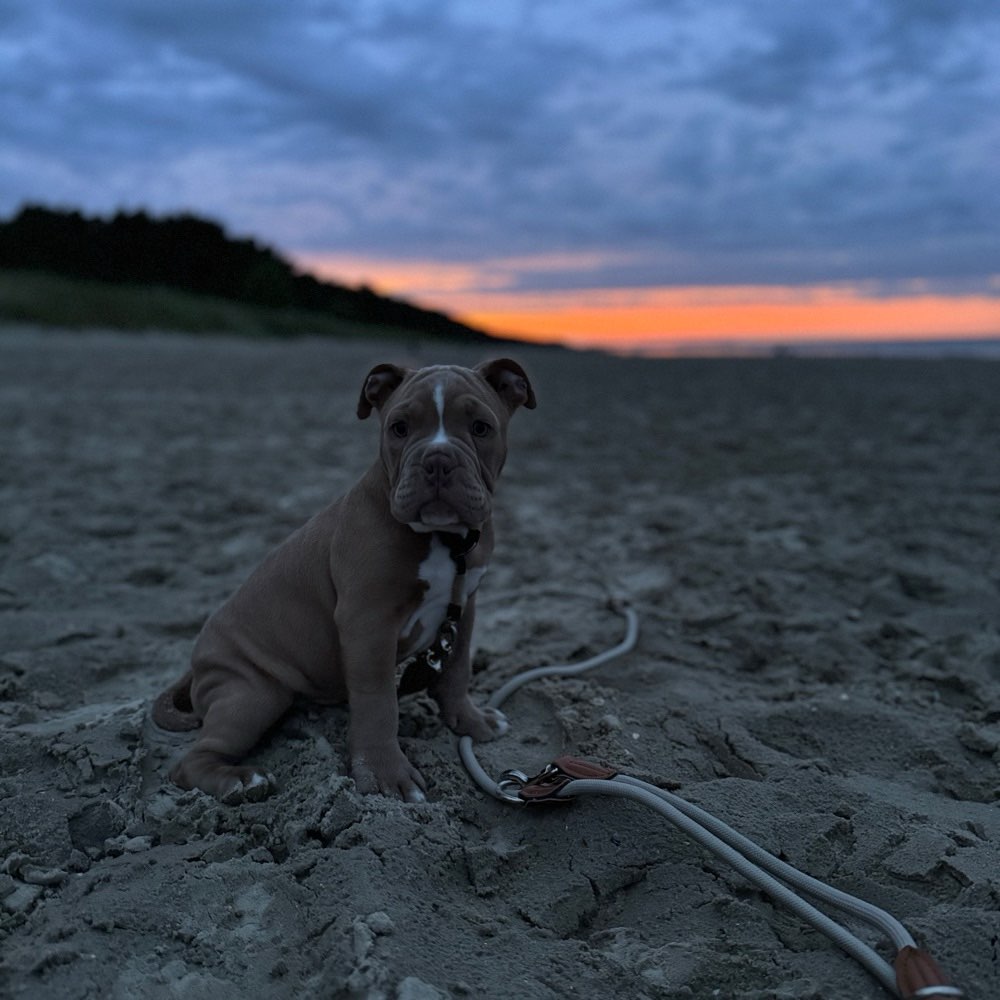 Hundetreffen-Welpentreffen Wernigerode & Umgebung-Profilbild