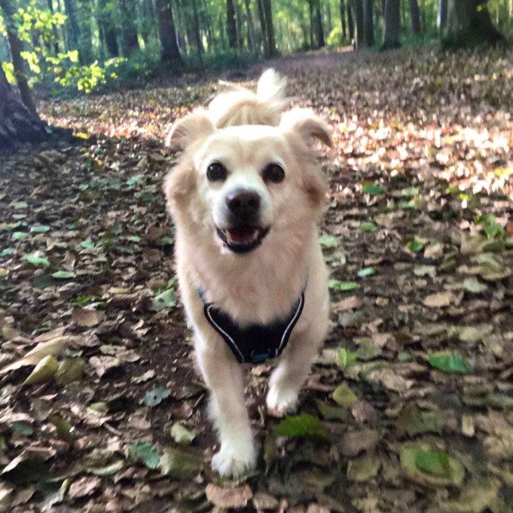 Hundetreffen-Spiel-Dates / Spaziergänge-Profilbild