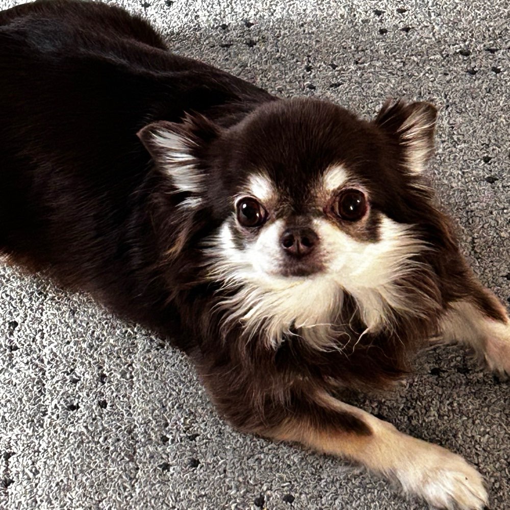 Hundetreffen-Mein kleiner Akiba braucht Hunde Freunde-Profilbild