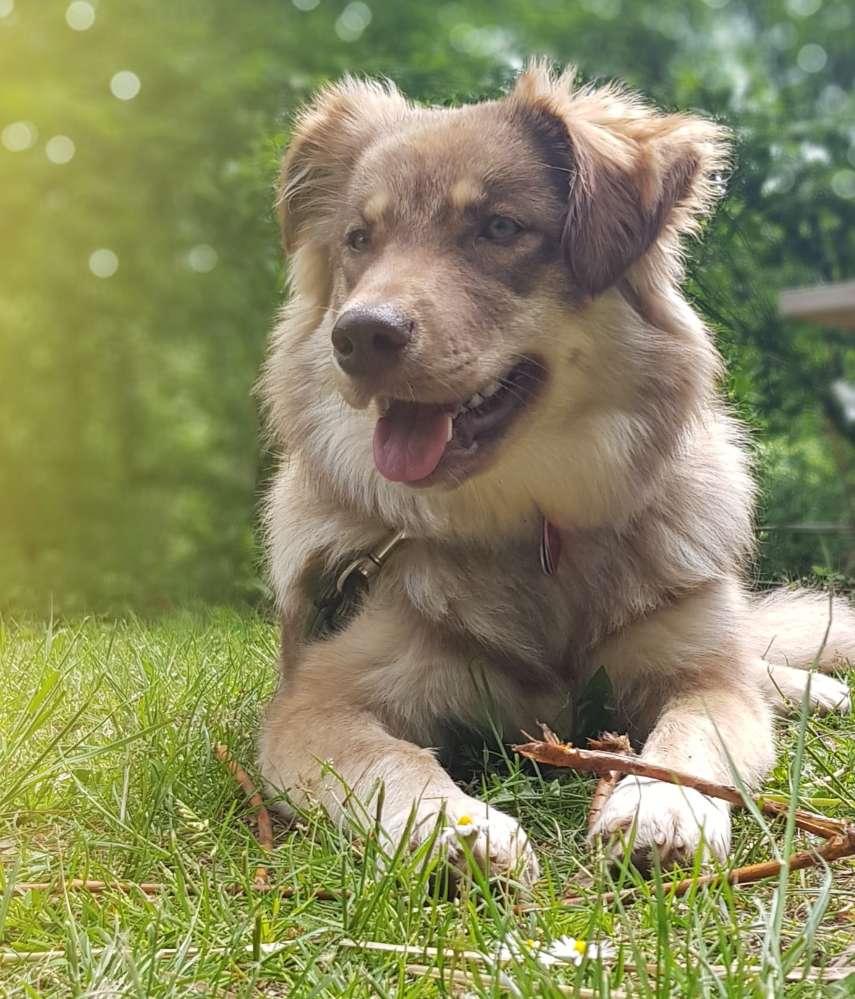 Hundetreffen-Hunde Freund gesucht...-Profilbild