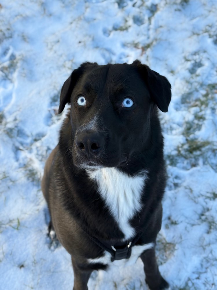 Hundetreffen-Hundekontakte pflegen :)-Profilbild