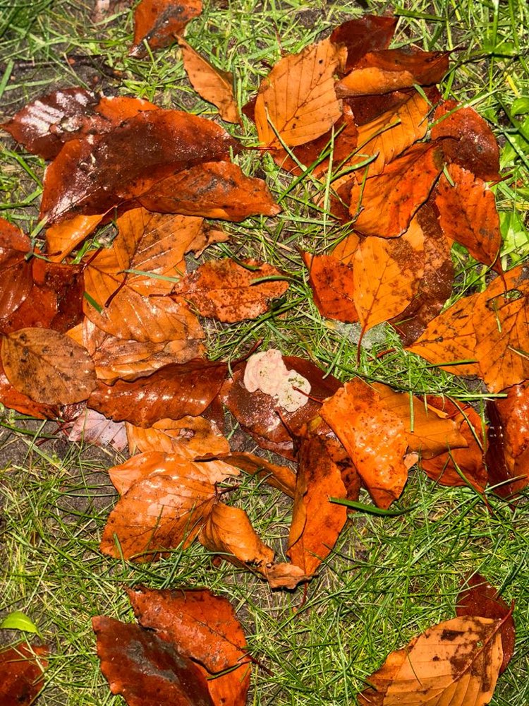 Giftköder-Giftköder direkt an der Casa Philip Neri-Profilbild