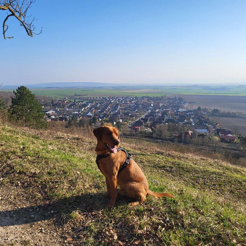 Hundetreffen-Gemeinsame Spaziergänge-Profilbild