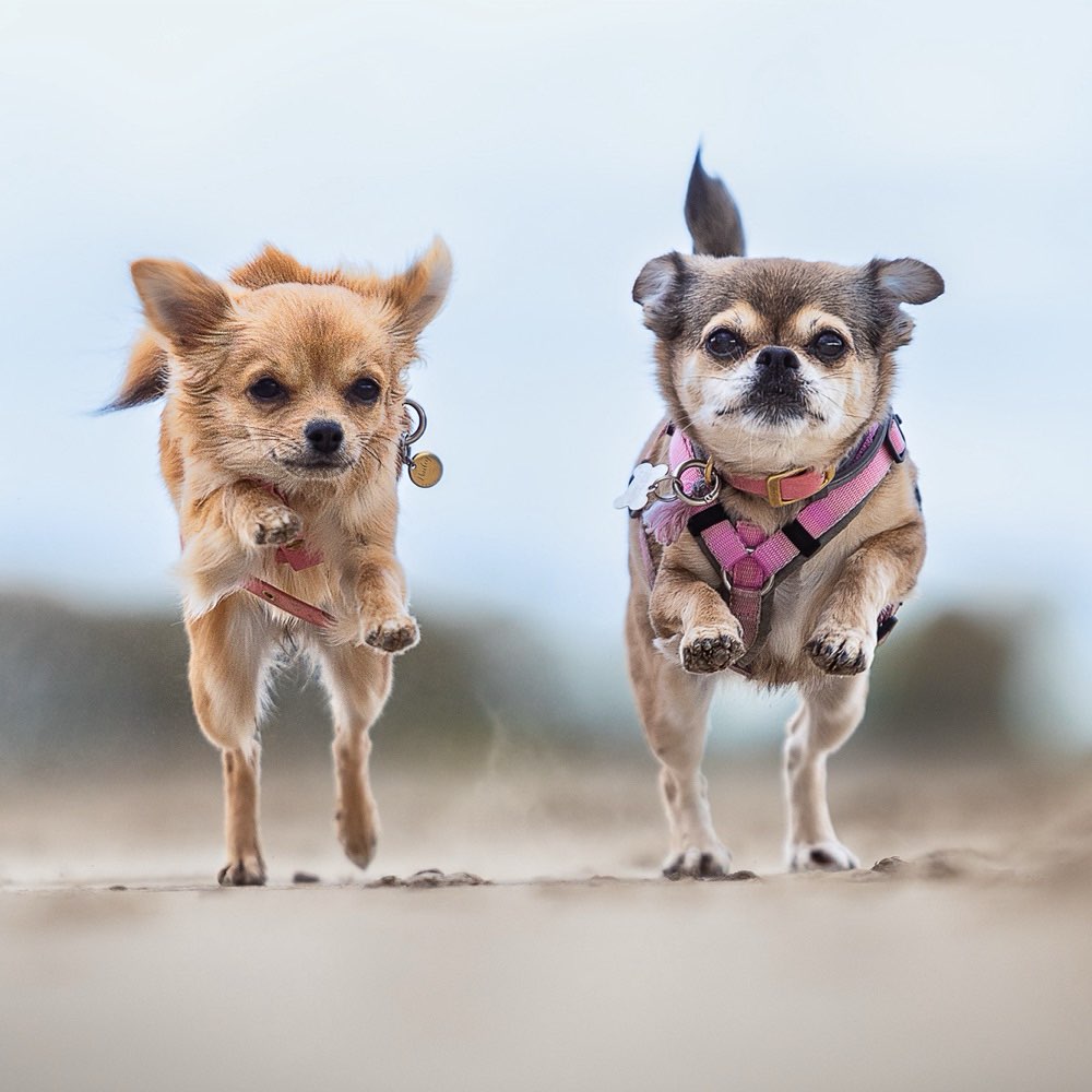 Hundetreffen-Kleinhunde Spiel- und Trainingsgruppe-Profilbild