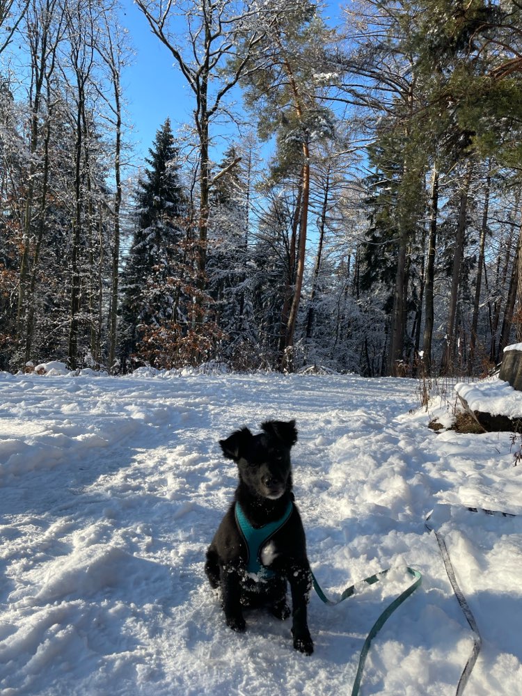 Hundetreffen-Gassi und Spielkameraden gesucht-Profilbild
