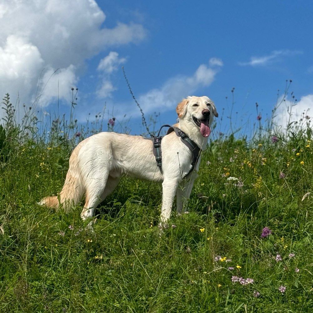 Hundetreffen-Gassi Runde-Profilbild