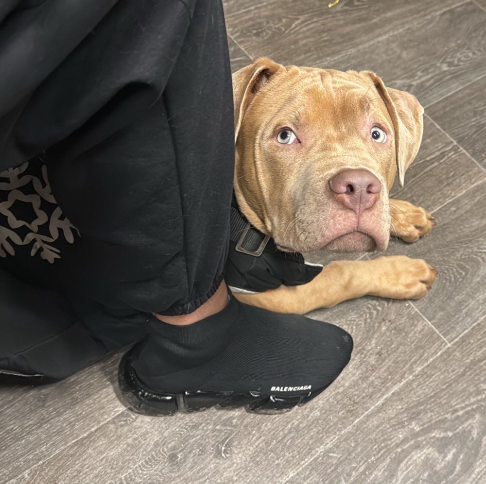 Hundetreffen-Welpentreff, Spielerunde, Training-Profilbild