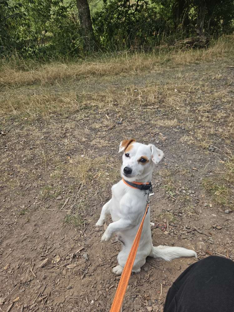 Hundetreffen-Treffen mit Gleichgesinnten-Profilbild