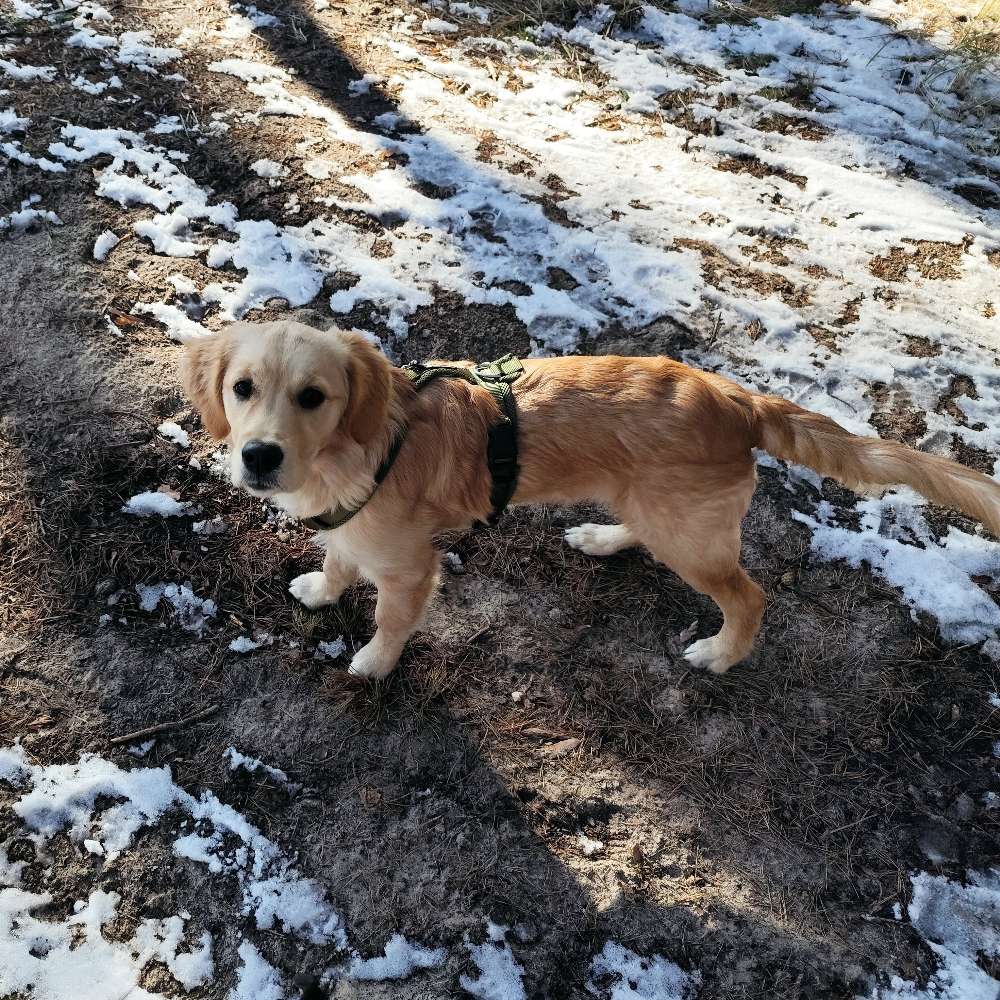 Hundetreffen-Spielrunde/Gassirunde-Profilbild