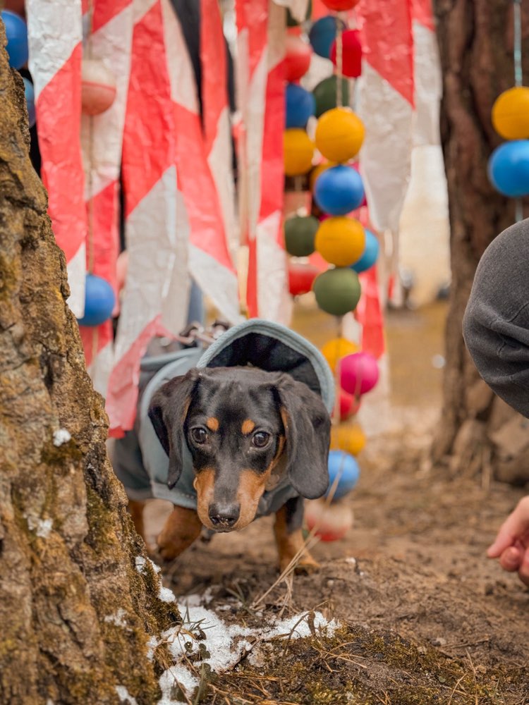Hundetreffen-Playdate gesucht 🐶-Profilbild