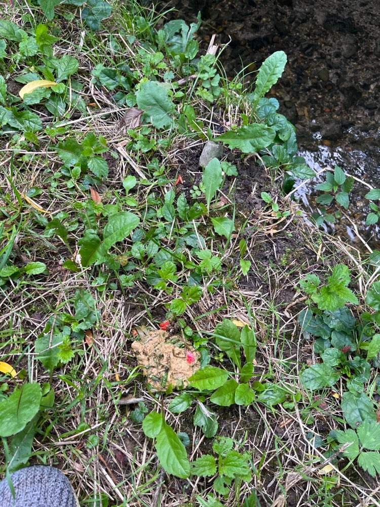 Giftköder-Brei mit Paprika-Profilbild