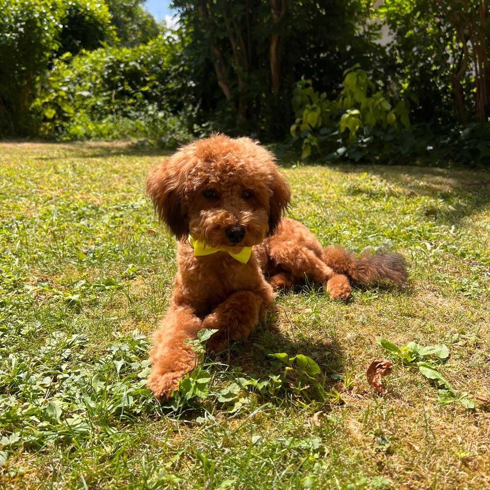 Hundetreffen-Spiel & Gassitreff Uhlandshöhe 😊-Profilbild