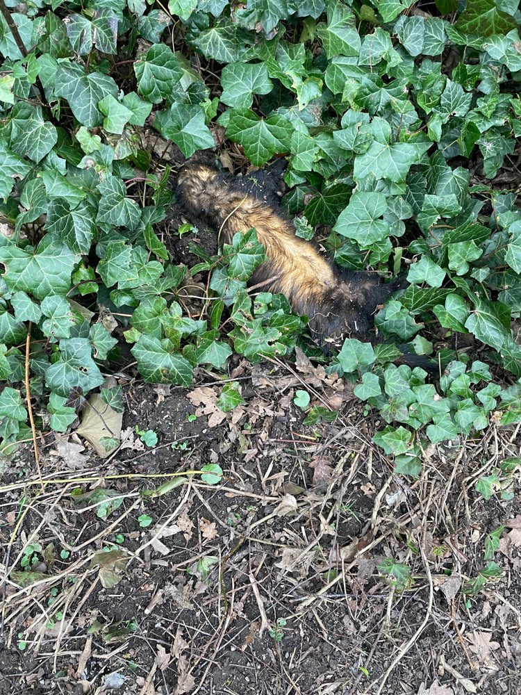 Giftköder-Totes Tier-Profilbild