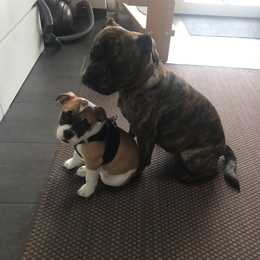 Hundetreffen-Welpen und Junghund-Profilbild