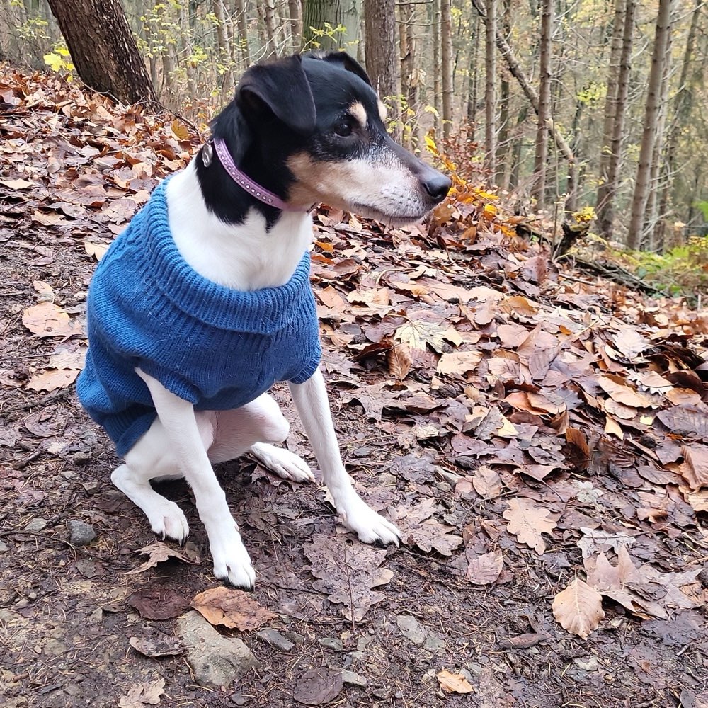 Hundetreffen-Hunde treffen-Profilbild