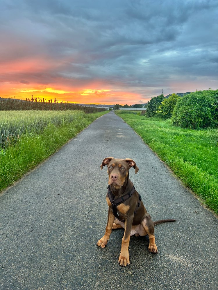 Hundetreffen-Sozi-Profilbild