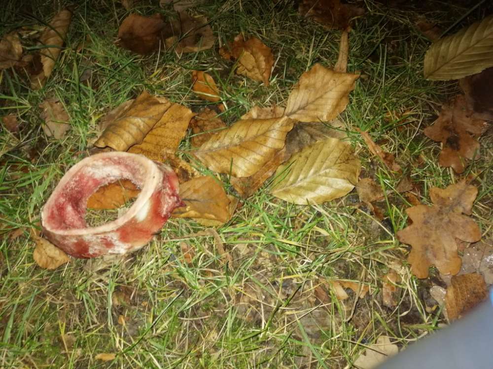 Giftköder-Knochen mit spitzen Gegenstand-Profilbild