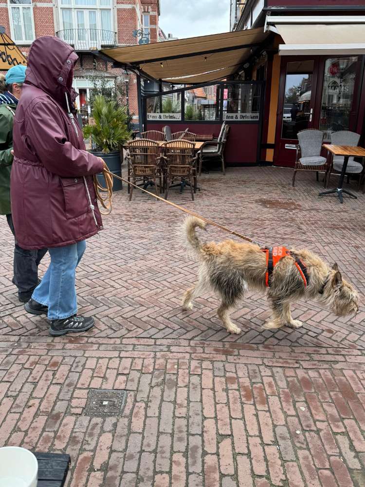 Hundetreffen-Werde Testkunde für meine Mantrailing-Trainer-Ausbildung!-Profilbild