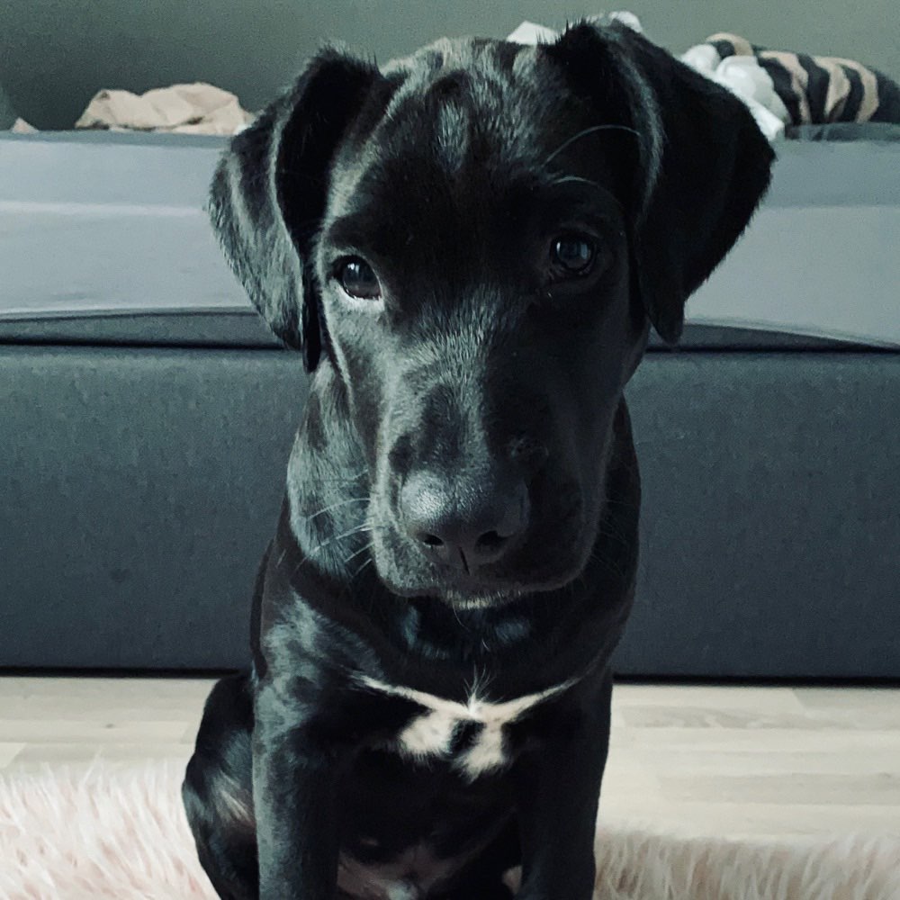 Hundetreffen-Gassipartner gesucht 😊-Profilbild