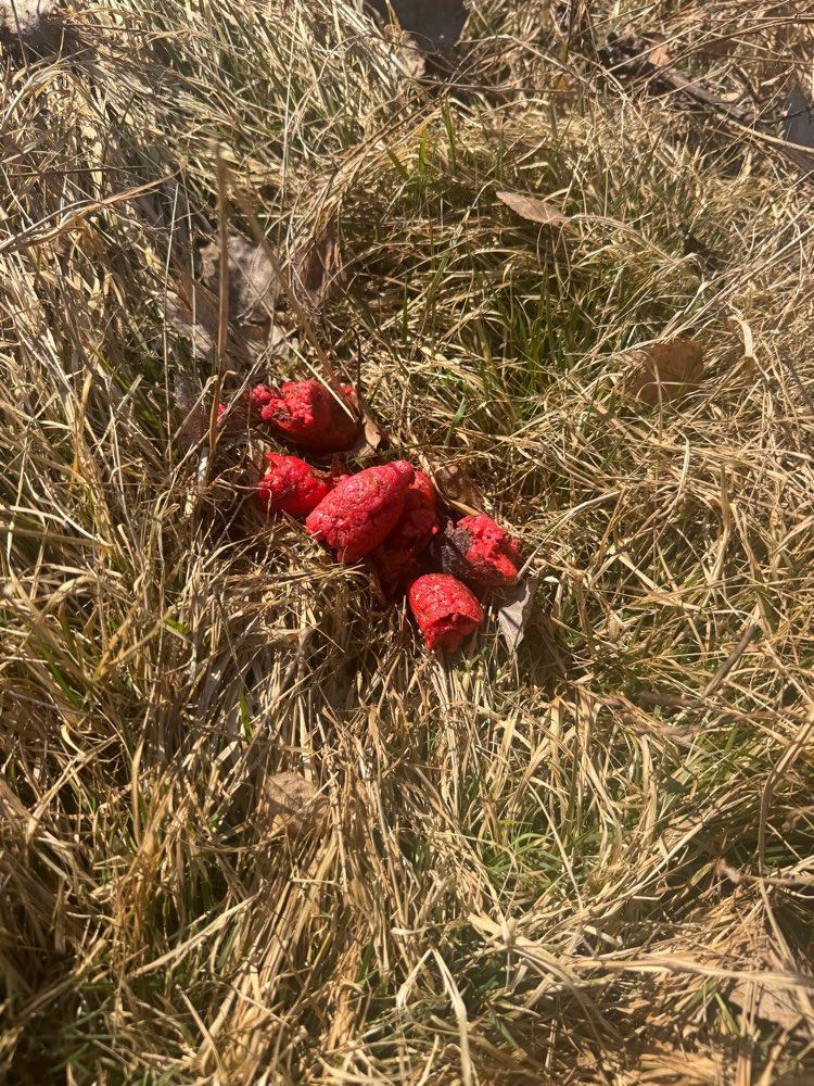 Giftköder-Vermutlicher Giftköder-Profilbild