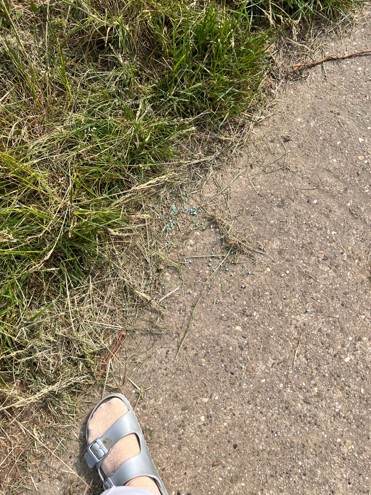 Giftköder-Blaukorn an den Reben verteilt-Profilbild