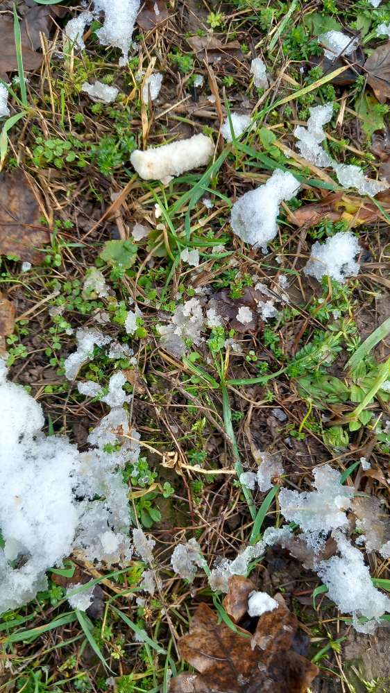 Giftköder-Giftköder-Profilbild