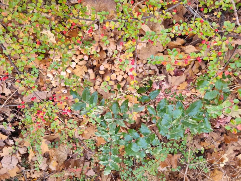 Giftköder-Wurststücke und rohes Fleisch ausgelegt.-Profilbild