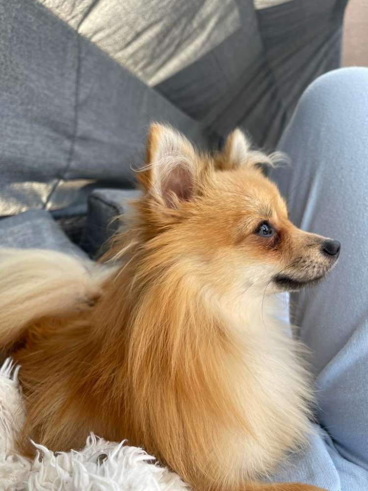 Hundetreffen-Unsere Hündin sucht einen Spazierfreund bevorzugt Zwergspitz-Profilbild